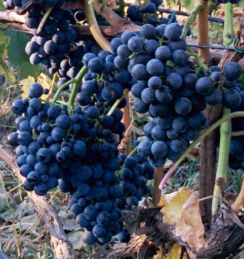 Саженцы винограда - Каберне Кортис