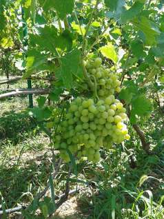Столовый виноград Аркадия