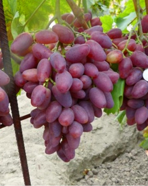 Черенки винограда Полонез-50