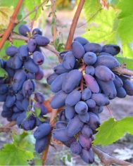 Черенок винограда Байконур