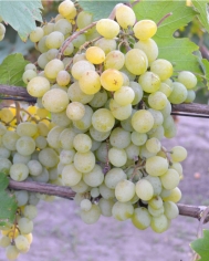 Столовый виноград Фрумоаса Алба