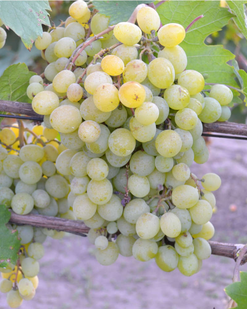 виноград фрумоаса албэ описание сорта фото отзывы