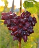 Саджанець винограду Казанова