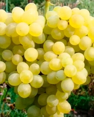 Виноград Кишмиш К342