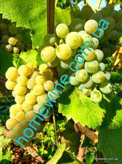 Саженцы винограда - Солярис
