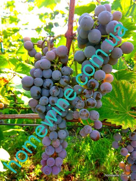 Саженцы винограда Фронтиньяк Гри