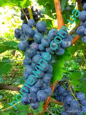 Саженцы винограда Лимбергер