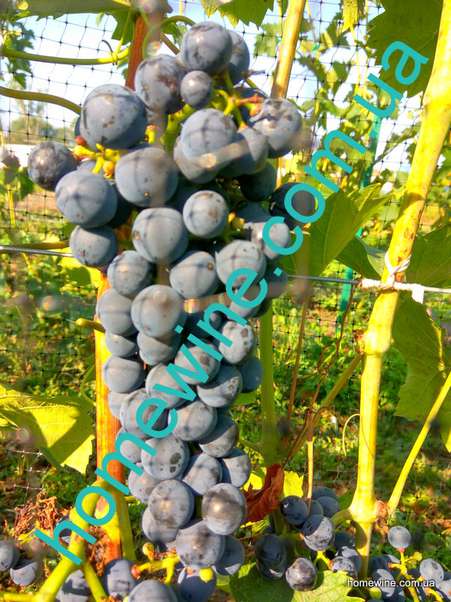 Саженцы винограда Регент