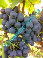Черенок винограда Рондо