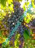 Саженцы винограда Фронтиньяк Гри