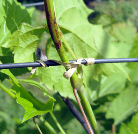 Подвязки для винограда Galli 10 см