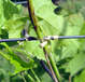 Подвязки для лозы Galli 15 см
