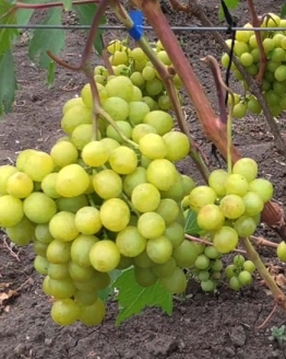 Виноград Прима Украины