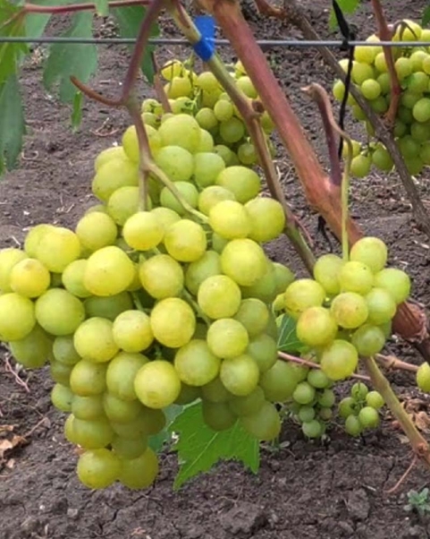 Саджанець винограду Прима України