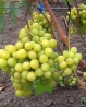 Чубук винограду Прима України