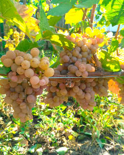 Саженцы винограда -Траминер розовый