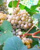 Саженцы винограда Дублянський