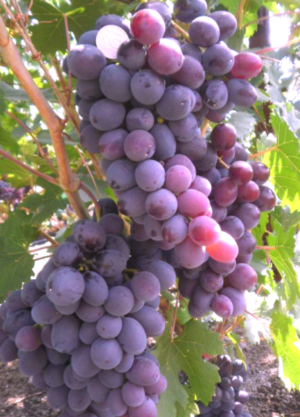 Саджанці винограду Фуршетний