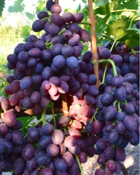 Черенок винограда Импульс