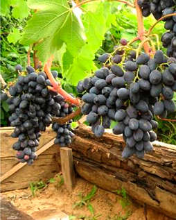 Черенки винограда Кодрянка