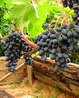 Черенки винограда Кодрянка
