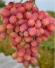 Саженцы винограда Ксения (Анжелика)