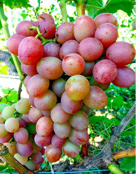 Саджанці винограду Лівія