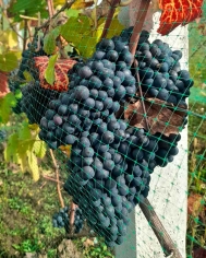 Виноград Пино Нуар