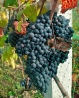Саженцы винограда Пино Нуар