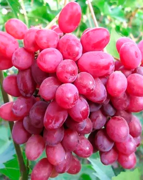 Саженцы винограда Сенсация