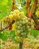 Саженцы винограда Шардоне