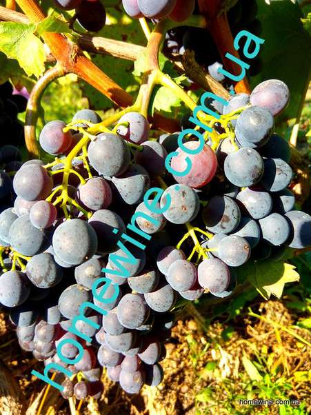 Саженцы винограда Цимлянский Ранний