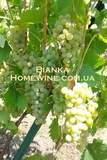 Саженцы винограда Бианка