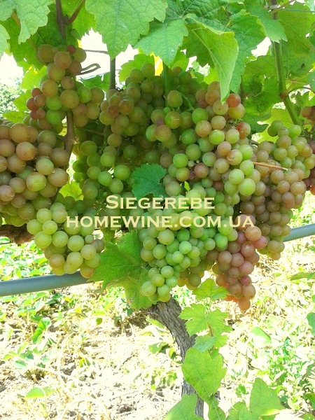Черенки винограда Зиггеребе