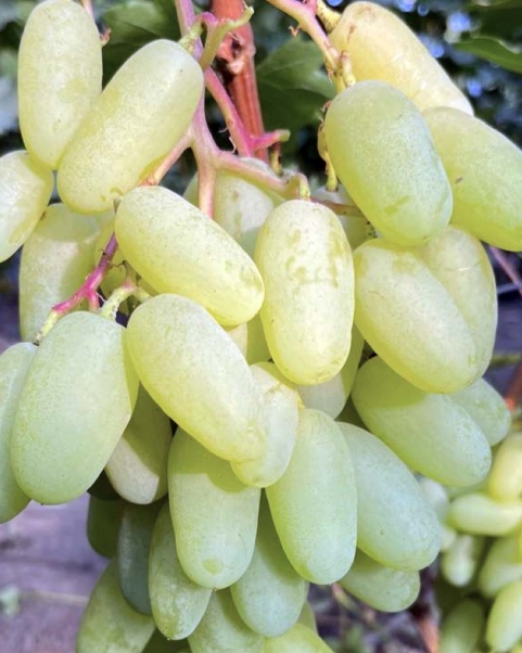 Виноград Алинка