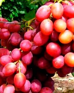 Виноград Анюта