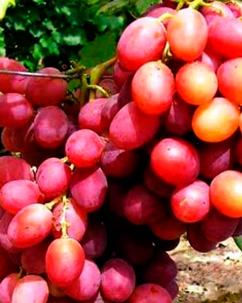 Виноград Анюта