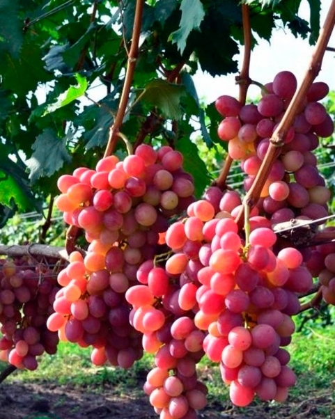 Виноград Анюта