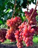 Виноград Анюта