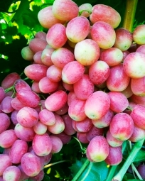 Виноград Басанти