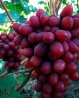 Виноград Богема