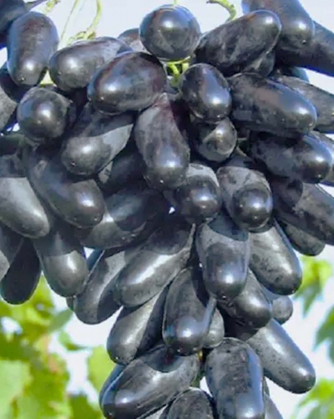 Виноград Днепровский Сувенир