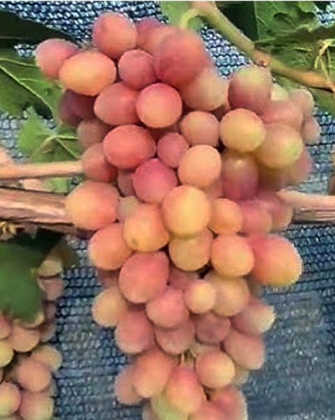 Виноград Дженнифер