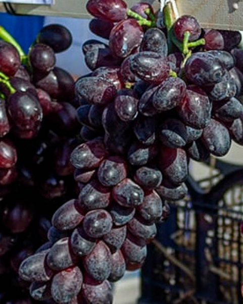 Виноград Эталон