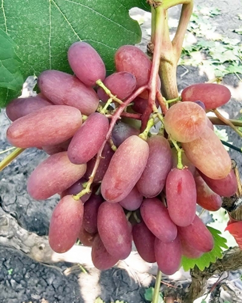 Виноград Фреш Мускат