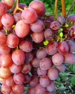 Виноград Изумление