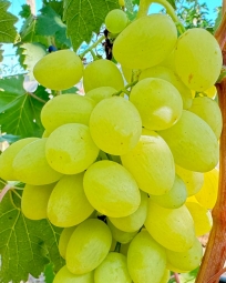 Виноград Кишмиш Джавелин