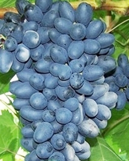 Виноград Кишмиш Джой