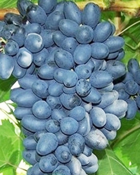 Виноград Кишмиш Джой