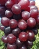 Виноград Кишмиш Сказка